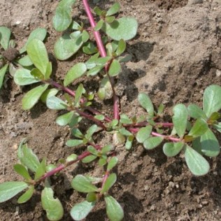 Verdolaga. Note the creeping form and maroon stems. Image from: http://www.worldcrops.org/crops/Verdolaga.cfm