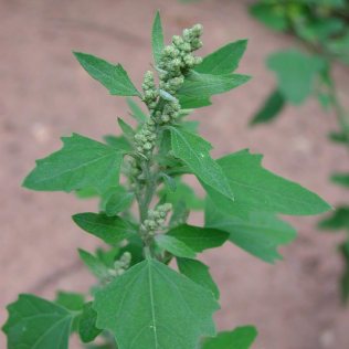 Lambsquarters, with white seed plume at top of plant. Image from: http://swbiodiversity.org/seinet/taxa/index.php?taxon=152