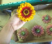 Place zinnias upside down in flat boxes with about 1/2 inch of sand to dry.