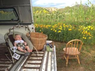 Marigolds, zinnias, statice, sunflowers and sorghum plot in the fields below the house. My son Luis hanging out on the tailgate of our truck while I harvest flowers.