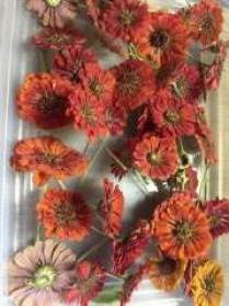 Dried Zinnias in various colors. Reds dry dark so if you are looking for a truer red zinnia, get the salmon colored zinnia variety, and they will dry like the zinnias on the far left. Most reds in nature dry a much darker color. The lighter and more vibrant your flower and plant colors are, the better the results when dried.