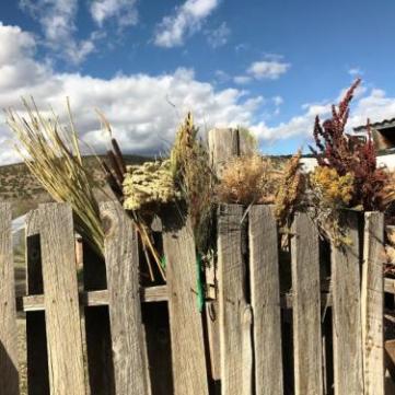 Various wild plants, including horsetails, cattails, yarrow, wild grasses from Penasco, poor man’s pepper, snakeweed and dock.