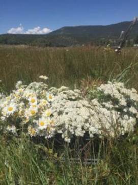 Cutting wild daisies and white yarrow in Penasco