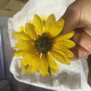 Sand-dried wild sunflower from the Taos Mesa