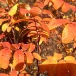 Leaves of a wild rose bush turning from bright hues of yellow to orange.